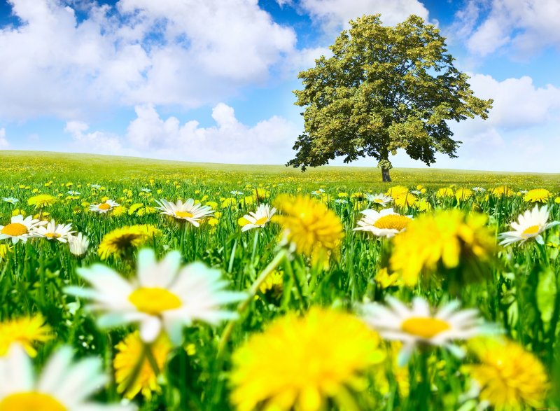 Лето солнце