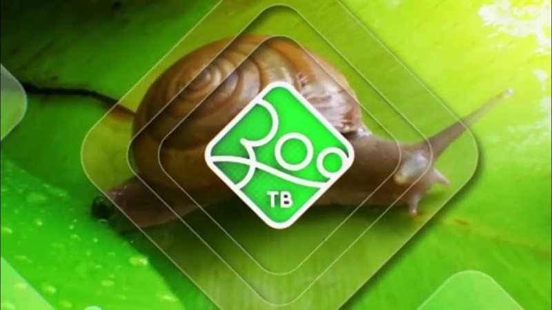 Телеканал зоо ТВ оригинал