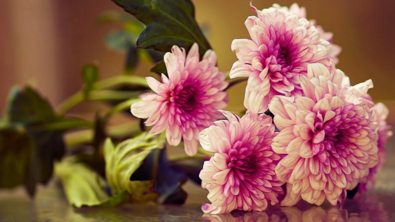 Хризантема георгины пионы