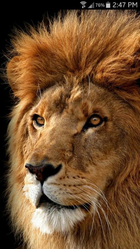 Морда Льва в профиль
