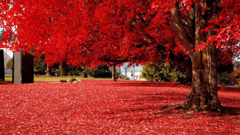 Красная осень