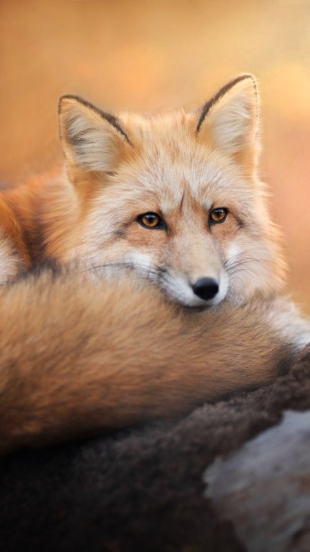 Красивая Лисичка