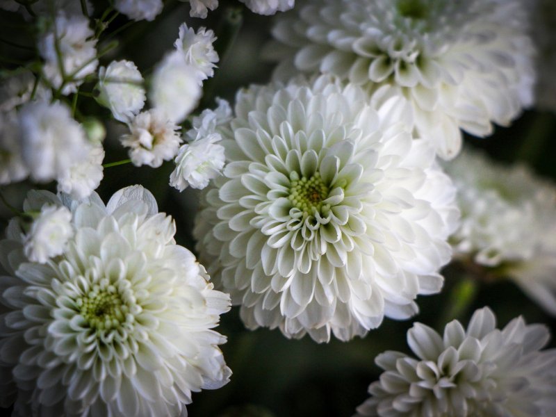 Хризантема Элизабет