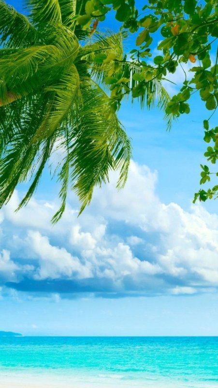 Побережье с пальмами