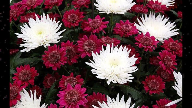 Хризантема Альбатрос