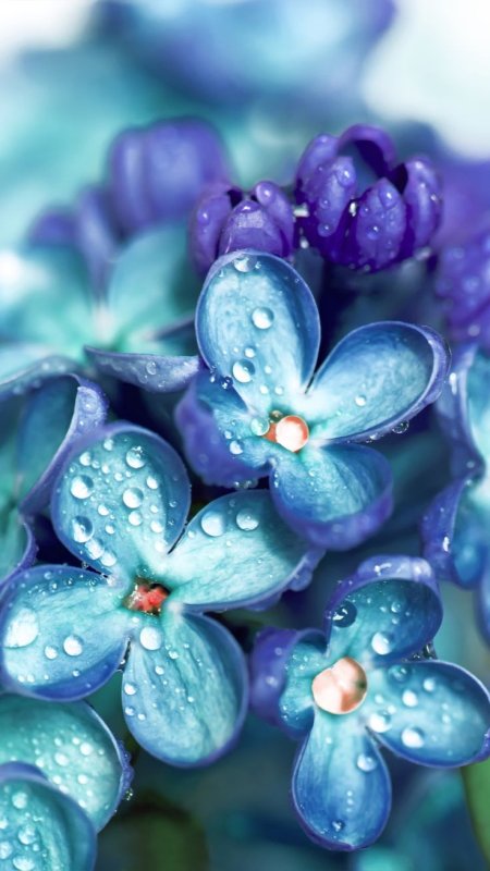 Сиренево голубые цветы