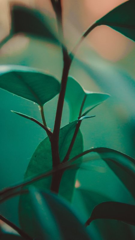 Темно зеленые листья