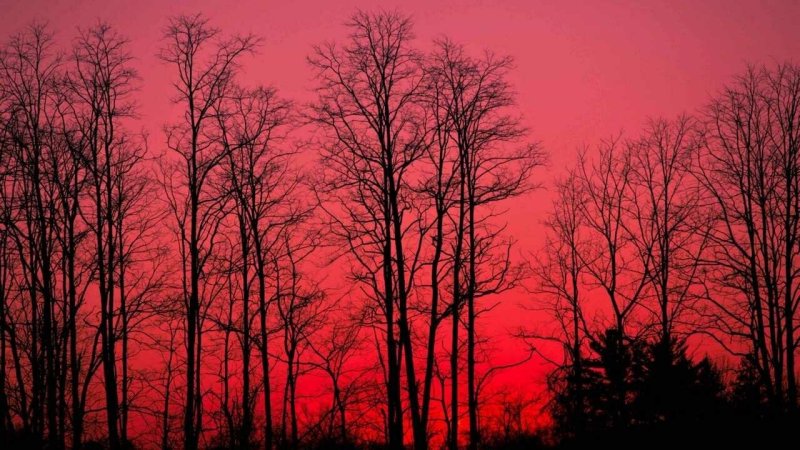 Красное дерево