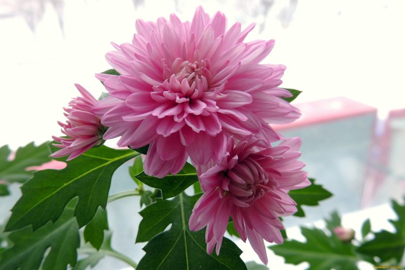 Хризантема Фуджи Роуз