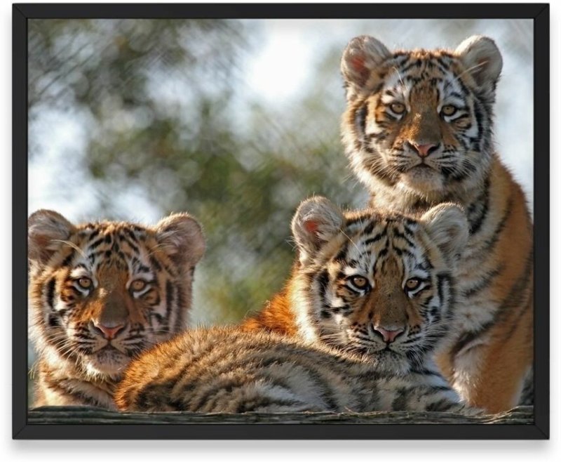 Амурский тигр тигрица с тигрятами