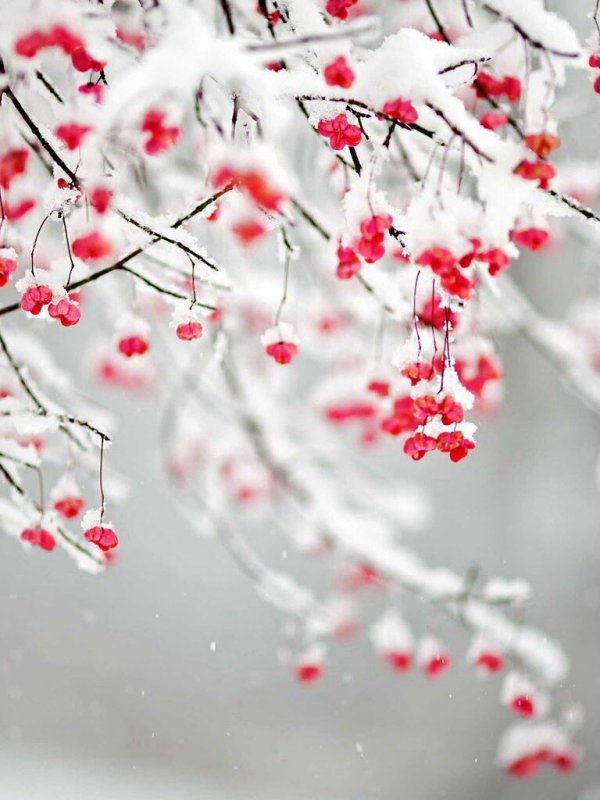 Рябина в снегу