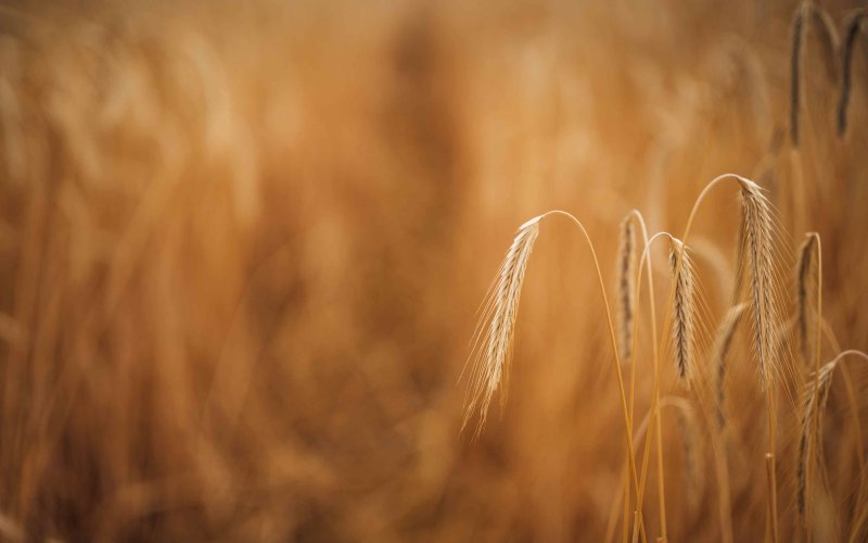 Колосья пшеницы