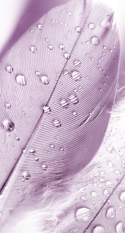 Нежные заставки на телефон