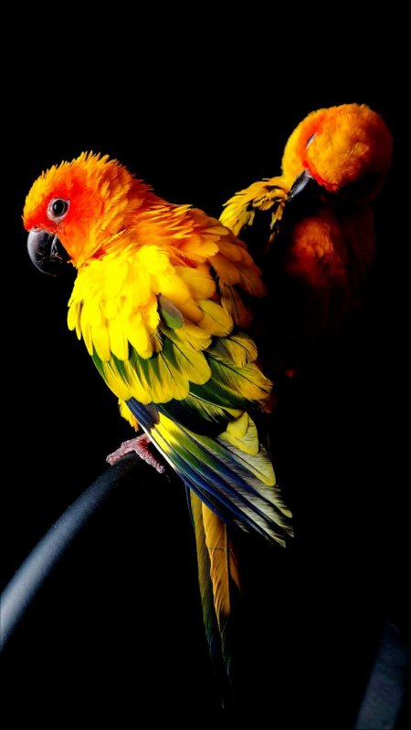 Красивые попугаи