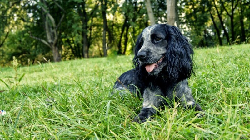 Кокер спаниель черный