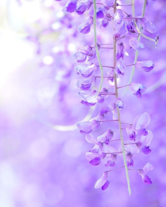 Фиалка Глициния