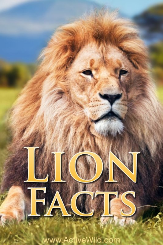 Величественный Лев