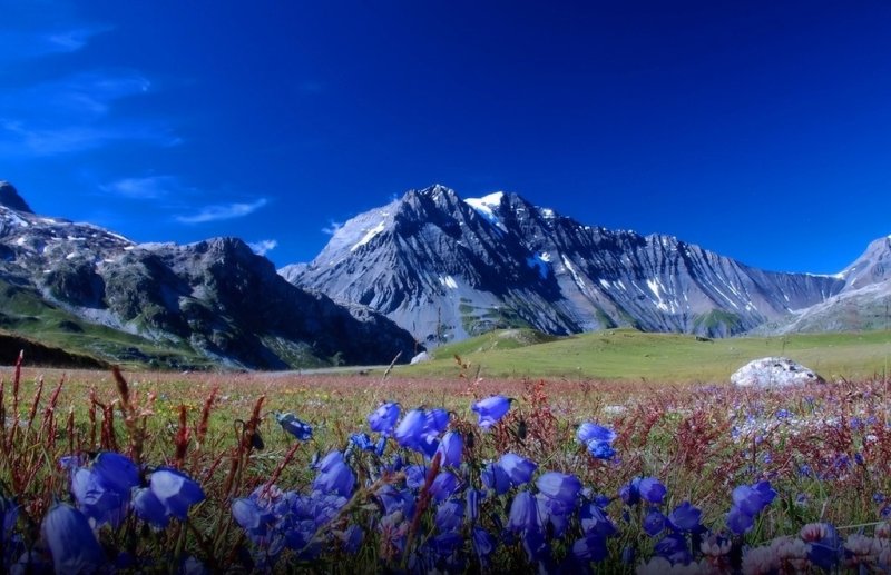 Альпийские Луга Гималаи Непал
