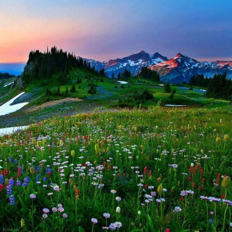 Швейцария Альпы Луга