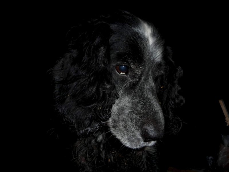 Русский охотничий спаниель