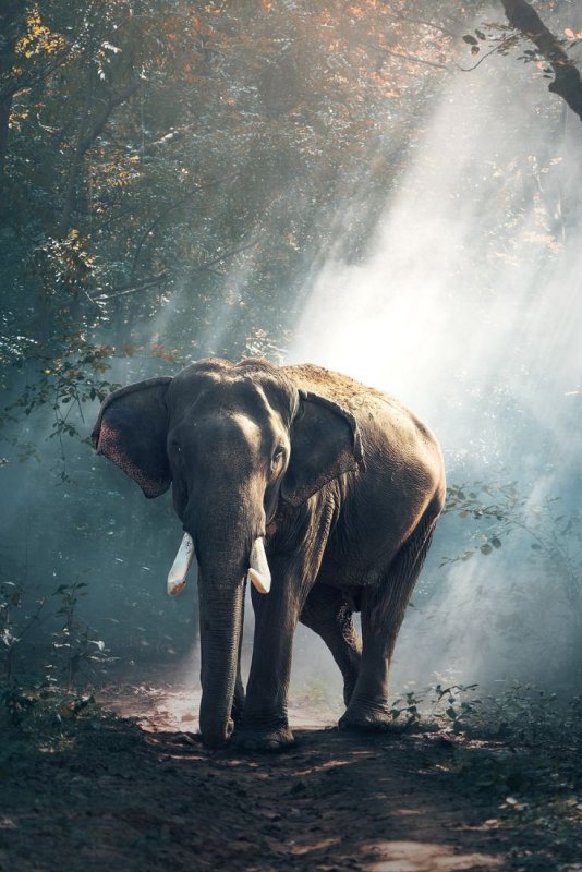 Красивый слон