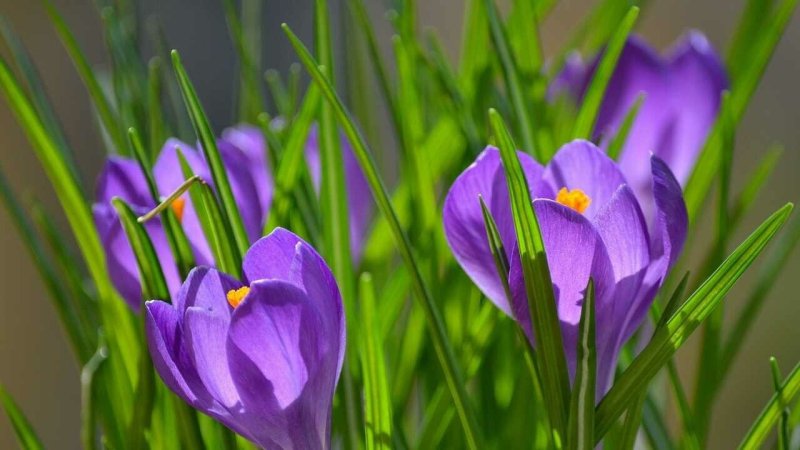 Крокус весенний фиолетовый