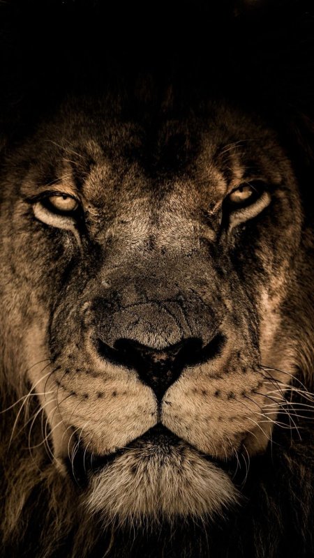 Лев на темном фоне