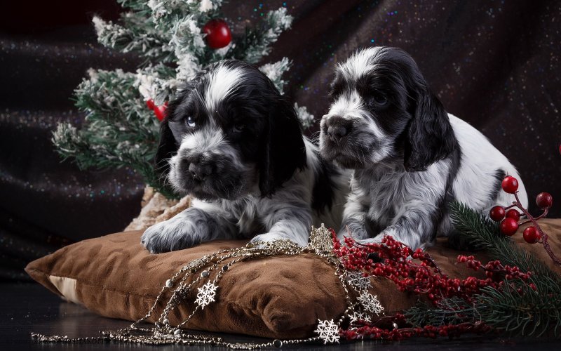 Американский кокер спаниель