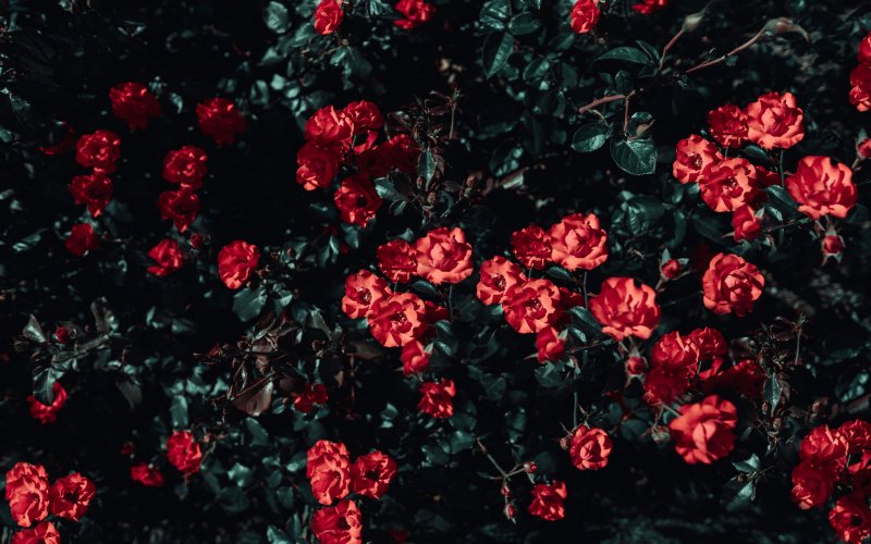 Роза ред Гарден Роуз