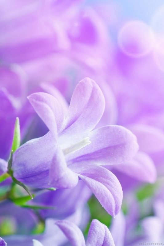 Фиолетовые цветы