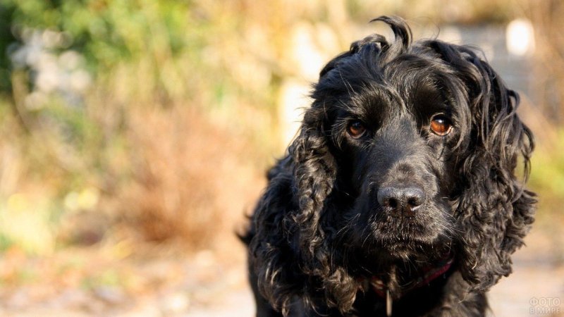 Кокер спаниель черный