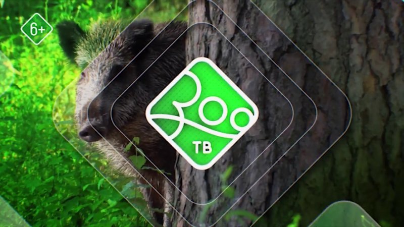 Зоо ТВ заставка