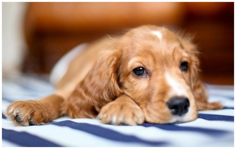 Русский кокер спаниель