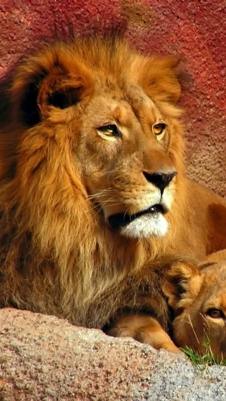 Красивый Лев