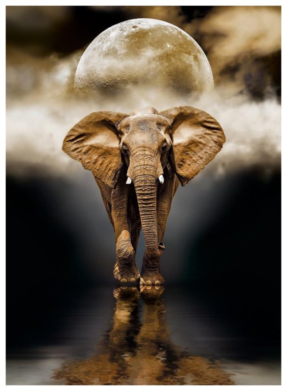 Фотография слона