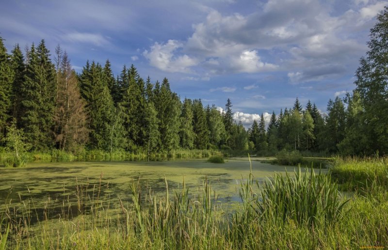 Лес болото Ярославская область