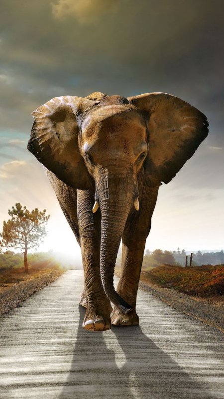 Африканские слоны