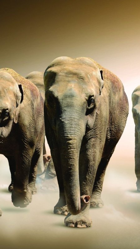 Заставка на телефон слоны