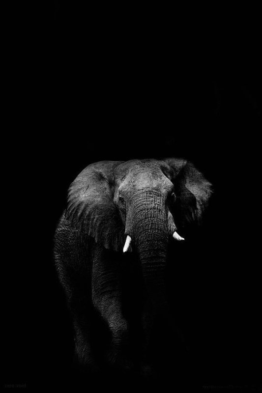 Черные слоны