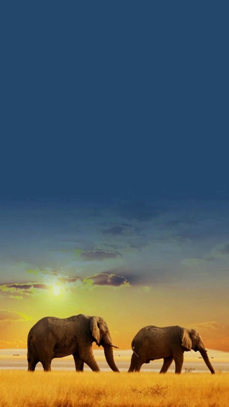 Фон Африки со слоном