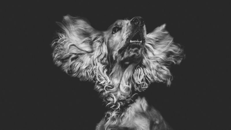 Русский охотничий спаниель