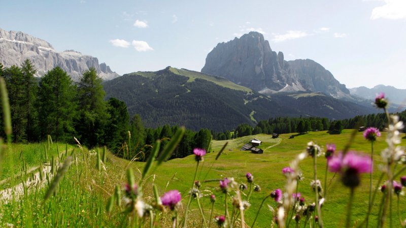 Швеция Альпийские Луга