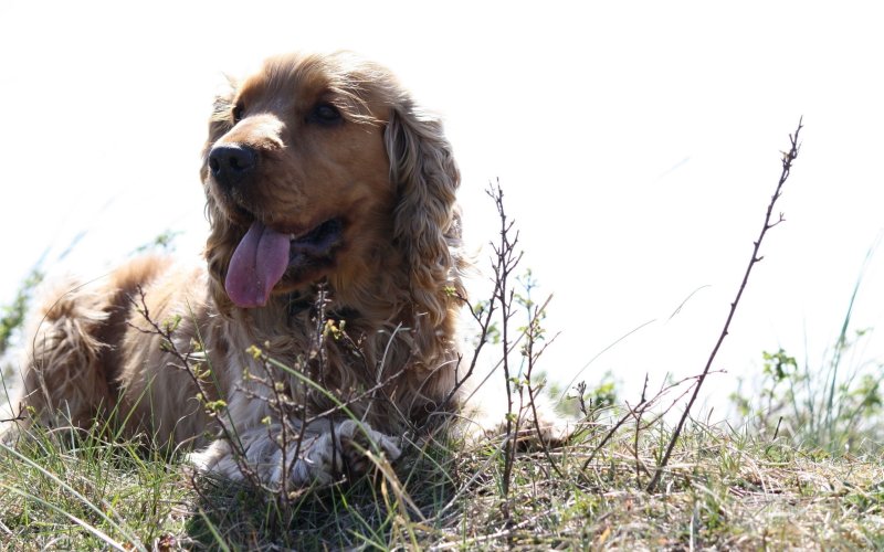 Английский кокер-спаниель