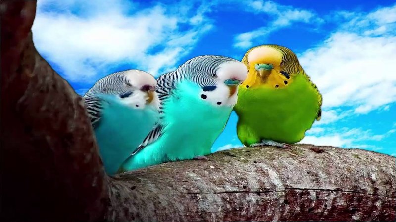 Попугай волнистый голубой