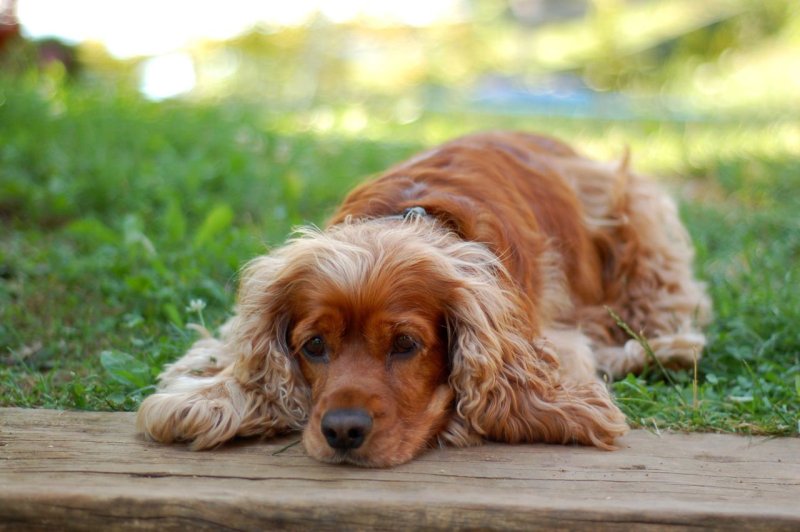 Английский кокер-спаниель