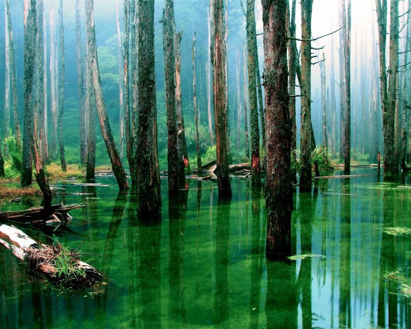 Болотистые леса Румыния