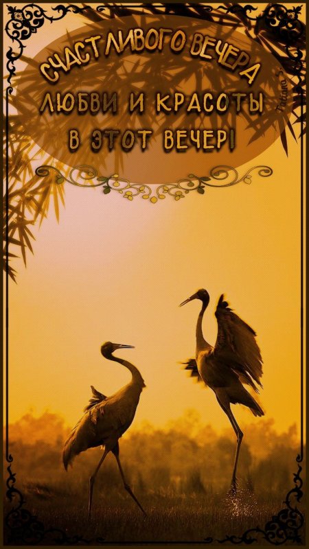 Журавли красивые птицы