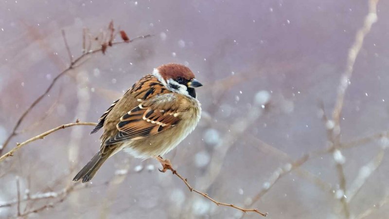 Воробьиные птицы