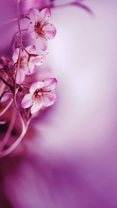 Нежный сиреневый