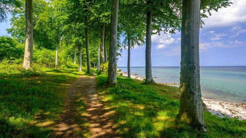 Берег финского залива Сосновый Бор